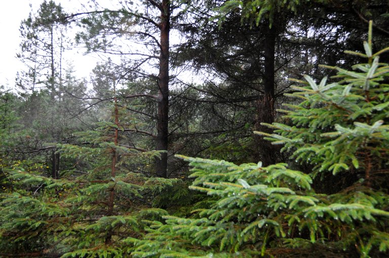 Karmøyskog 4