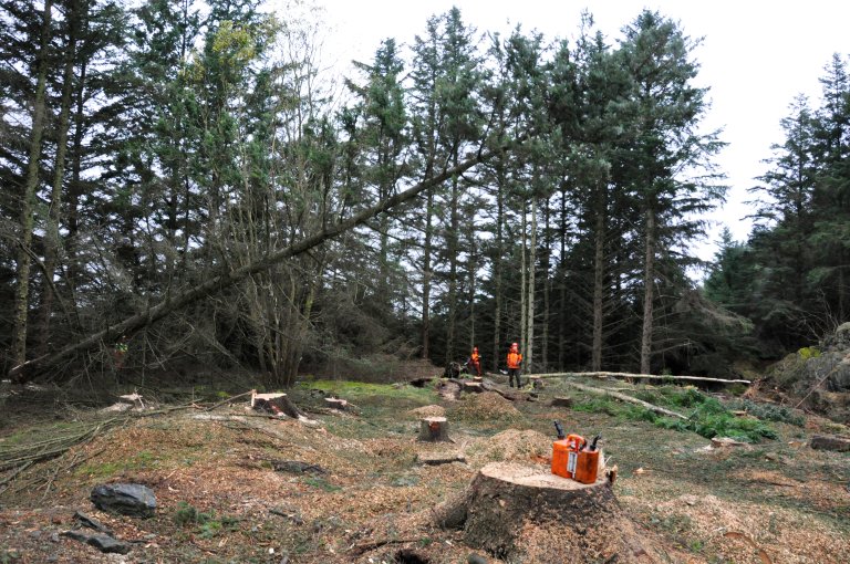 Trefelling 6