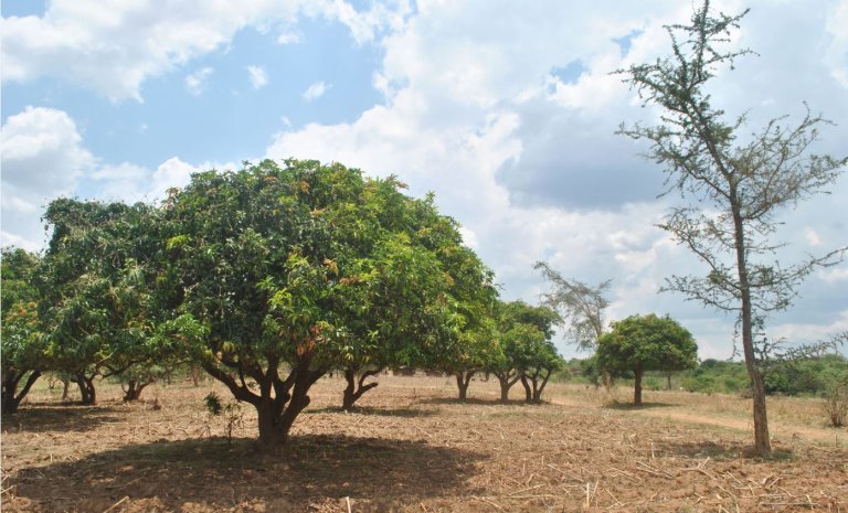 Zambia.Mango- og akasia albida-trær i Chikankata.Foto Rune Berg DSC_0527 Beskåret